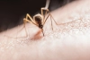 Virus Zapadnog Nila: u Hrvatskoj šest prijavljenih infekcija, tri u Zagrebu